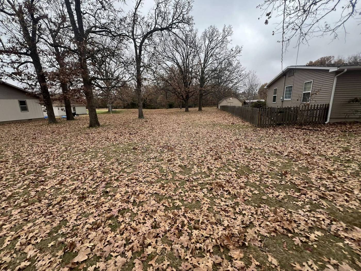 Backyard under oak trees covered in fallen leaves